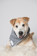 Medium Photo #1 Chinese Shar-Pei-Labrador Retriever Mix Puppy For Sale in Shakopee, MN, USA