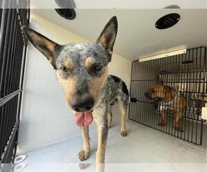 Mutt Dogs for adoption in Houston, TX, USA