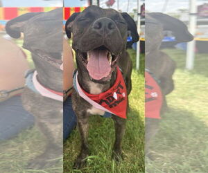 American Staffordshire Terrier-Boxer Mix Dogs for adoption in Germantown, OH, USA