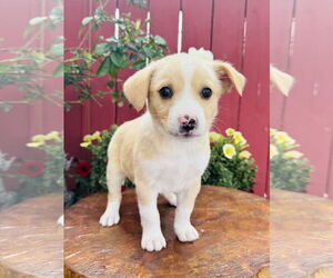Mutt Dogs for adoption in Marina Del Rey, CA, USA