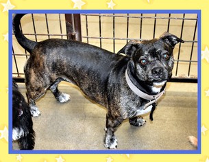 Buggs Dogs for adoption in San Jacinto, CA, USA