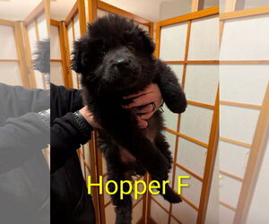 Gerberian Shepsky Dogs for adoption in Princeton, MN, USA