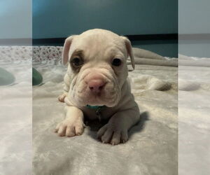 Bull-Boxer Dogs for adoption in Holly Springs, NC, USA