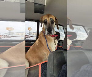 Great Dane Dogs for adoption in Bullard, TX, USA