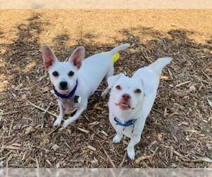 Mutt Dogs for adoption in Seal Beach, CA, USA