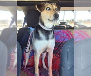 Catahoula Leopard Dog-Unknown Mix Dogs for adoption in Ocala, FL, USA