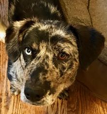 Australian Shepherd-Catahoula Leopard Dog Mix Dogs for adoption in Bedford Hills, NY, USA