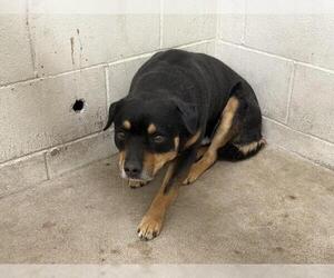 Rottweiler-Unknown Mix Dogs for adoption in San Bernardino, CA, USA