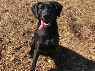 Labrador Retriever Dogs for adoption in McKinleyville, CA, USA