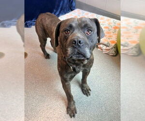 Mutt Dogs for adoption in Waterford, VA, USA