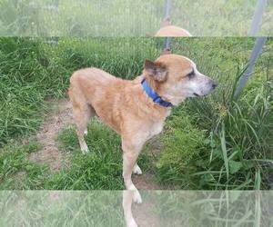 - Mix Dogs for adoption in Lone Oak, TX, USA