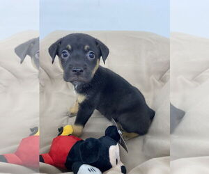 Labrador Retriever-Unknown Mix Dogs for adoption in Hillsboro, MO, USA