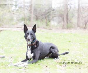 German Shepherd Dog-Unknown Mix Dogs for adoption in Armonk, NY, USA
