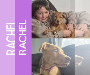 American Pit Bull Terrier-Unknown Mix Dogs for adoption in Duluth, MN, USA