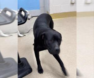 Labrador Retriever-Unknown Mix Dogs for adoption in Grand Prairie, TX, USA