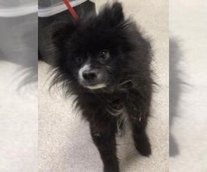 Pomeranian Dogs for adoption in Riverside, CA, USA