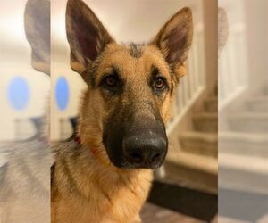 German Shepherd Dog Dogs for adoption in Gretna, NE, USA