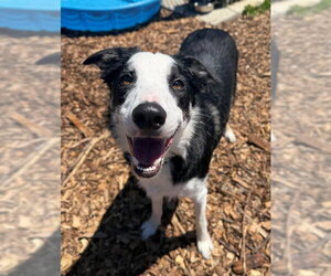 Border Collie Dogs for adoption in Waterford, VA, USA