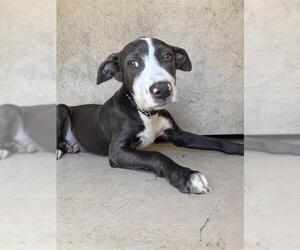 American Pit Bull Terrier-Unknown Mix Dogs for adoption in Oklahoma City, OK, USA