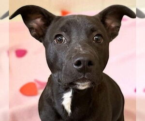 Labrador Retriever-Unknown Mix Dogs for adoption in Canton, CT, USA