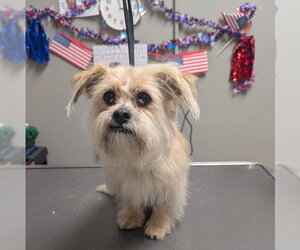Maltipoo (Miniature) Dogs for adoption in Las Vegas, NV, USA