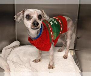 Mutt Dogs for adoption in Moreno Valley, CA, USA