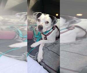 Labradinger Dogs for adoption in Sheboygan, WI, USA