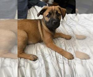 Shepradors Dogs for adoption in Oak Bluffs, MA, USA