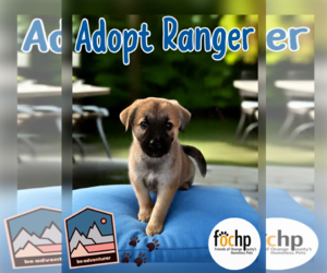 Labrador Retriever Dogs for adoption in Menifee, CA, USA