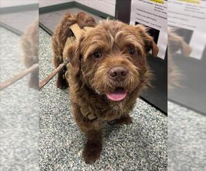 Border Terrier-Norfolk Terrier Mix Dogs for adoption in Salisbury, NC, USA