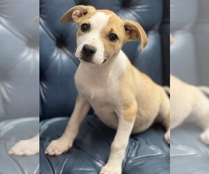 Jack Russell Terrier-Labrador Retriever Mix Dogs for adoption in Pawtucket, RI, USA