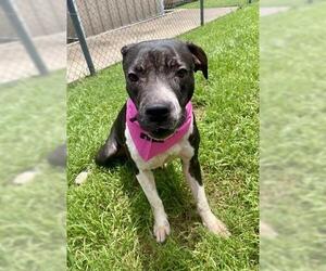 American Pit Bull Terrier-Unknown Mix Dogs for adoption in Tulsa, OK, USA