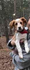 Brittany Dogs for adoption in Durham, NC, USA