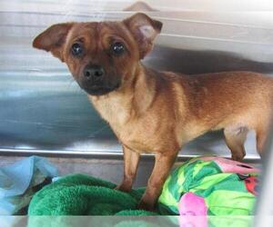 Chihuahua-Unknown Mix Dogs for adoption in Orange, CA, USA