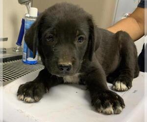 Border Collie-Unknown Mix Dogs for adoption in Visalia, CA, USA