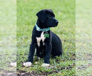 Labrador Retriever-Unknown Mix Dogs for adoption in Royal Palm Beach, FL, USA