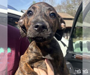Plott Hound-Unknown Mix Dogs for adoption in Washington, DC, USA