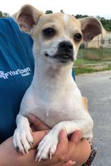 Chug Dogs for adoption in Peachtree City, GA, USA