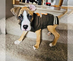 American Staffordshire Terrier-Boxer Mix Dogs for adoption in Princeton, MN, USA