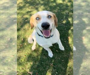 Labrador Retriever-Unknown Mix Dogs for adoption in Texas City, TX, USA