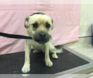 Puggle Dogs for adoption in Riverside, CA, USA