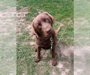 Labrador Retriever Dogs for adoption in Greenbelt, MD, USA