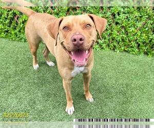 American Pit Bull Terrier Dogs for adoption in West Palm Beach, FL, USA