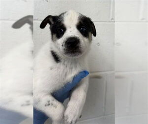 Siberian Husky-Unknown Mix Dogs for adoption in San Bernardino, CA, USA