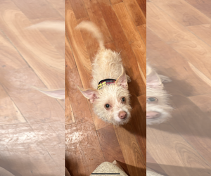 Mutt Dogs for adoption in Cuyahoga Falls , OH, USA