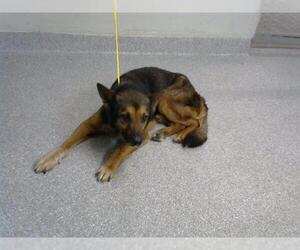 German Shepherd Dog-Unknown Mix Dogs for adoption in Pasadena, TX, USA