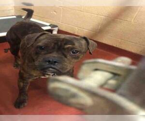 Boxer Dogs for adoption in Atlanta, GA, USA