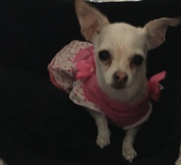 Medium Photo #1 Chihuahua Puppy For Sale in San Bernardino , CA, USA