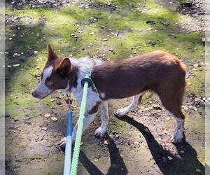 Mutt Dogs for adoption in Paso Robles, CA, USA