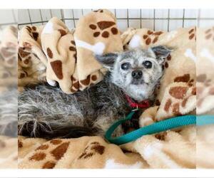 Border Terrier Dogs for adoption in Austin, TX, USA
